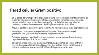 Pared celular Gram positivo
• En la pared de Gram positivo el péptidoglicano representa el noventa porciento de
la composi...