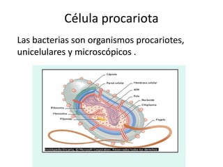 Célula procariota
Las bacterias son organismos procariotes,
unicelulares y microscópicos .
 