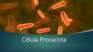 Célula Procariota
 