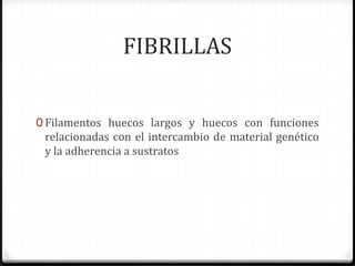 FIBRILLAS
0 Filamentos huecos largos y huecos con funciones

relacionadas con el intercambio de material genético
y la adherencia a sustratos

 