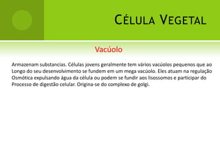 C ÉLULA V EGETAL

                                  Vacúolo
Armazenam substancias. Células jovens geralmente tem vários vacúolos pequenos que ao
Longo do seu desenvolvimento se fundem em um mega vacúolo. Eles atuam na regulação
Osmótica expulsando água da célula ou podem se fundir aos lisossomos e participar do
Processo de digestão celular. Origina-se do complexo de golgi.
 