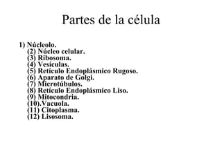 Partes de la célula 1) Núcleolo. (2) Núcleo celular. (3) Ribosoma. (4) Vesículas. (5) Retículo Endoplásmico Rugoso. (6) Aparato de Golgi. (7) Microtúbulos. (8) Retículo Endoplásmico Liso. (9) Mitocondria. (10).Vacuola. (11) Citoplasma. (12) Lisosoma. 