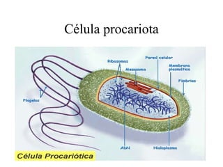 Célula procariota