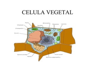 CELULA VEGETAL