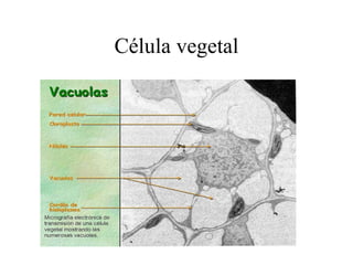 Célula vegetal