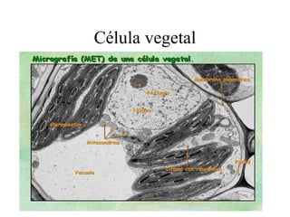 Célula vegetal