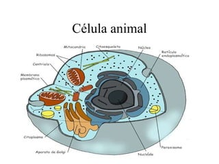 Célula animal