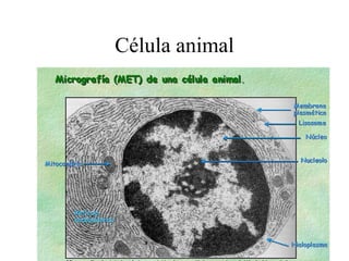 Célula animal