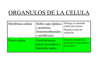 ORGANULOS DE LA CELULA Membrana celular Doble capa lipídica y proteínas (transmembranales y periféricas) Protege el contenido celular del exterior Regula el paso de sustancias Pared celular Pared primaria pared secundaria y laminilla media Función estructural de protección y consistencia de la célula 