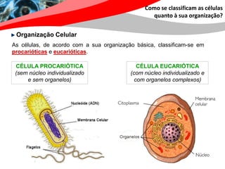 Como se classificam as células
                                                  quanto à sua organização?


 Organização Celular
As células, de acordo com a sua organização básica, classificam-se em
procarióticas e eucarióticas.

 CÉLULA PROCARIÓTICA                         CÉLULA EUCARIÓTICA
 (sem núcleo individualizado              (com núcleo individualizado e
     e sem organelos)                       com organelos complexos)
 