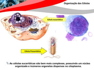 Organização das Células




                                    Célula eucariótica




              Célula Procariótica




 As células eucarióticas são bem mais complexas, possuindo um núcleo
       organizado e inúmeros organelos dispersos no citoplasma.
 