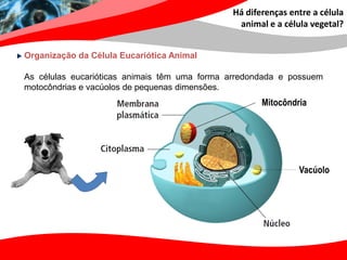 Há diferenças entre a célula
                                               animal e a célula vegetal?


Organização da Célula Eucariótica Animal

As células eucarióticas animais têm uma forma arredondada e possuem
motocôndrias e vacúolos de pequenas dimensões.
                                                     Mitocôndria




                                                              Vacúolo
 