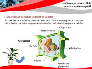 Há diferenças entre a célula
                                                      animal e a célula vegetal?



 Organização da Célula Eucariótica Vegetal
As células eucarióticas animais têm uma forma rectangular e possuem
cloroplastos, vacúolos de grandes dimensões, mitocôndrias e parede celular.




            Cloroplasto

                                                            Mitocôndria
 