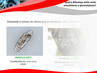 Qual a diferença entre seres
                                                 unicelulares e pluricelulares?




Consoante o número de células que os constituem, eles podem ser:




      UNICELULARES                           PLURICELULARES
  Constituídos por uma única             Constituídos por mais do que
            célula                                uma célula
 