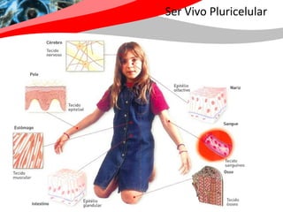 Ser Vivo Pluricelular
 