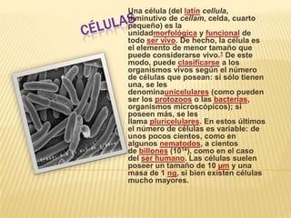 Células Una célula (del latín cellula, diminutivo de cellam, celda, cuarto pequeño) es la unidadmorfológica y funcional de todo ser vivo. De hecho, la célula es el elemento de menor tamaño que puede considerarse vivo.1 De este modo, puede clasificarse a los organismos vivos según el número de células que posean: si sólo tienen una, se les denominaunicelulares (como pueden ser los protozoos o las bacterias, organismos microscópicos); si poseen más, se les llama pluricelulares. En estos últimos el número de células es variable: de unos pocos cientos, como en algunos nematodos, a cientos de billones (1014), como en el caso del ser humano. Las células suelen poseer un tamaño de 10 µm y una masa de 1 ng, si bien existen células mucho mayores. 