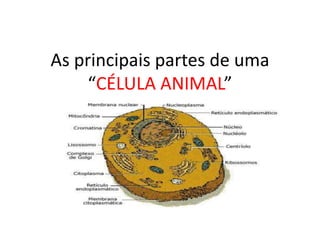 As principais partes de uma
     “CÉLULA ANIMAL”
 