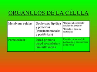 ORGANULOS DE LA CÉLULA
Membrana celular   Doble capa lipídica   •Protege el contenido
                                         celular del exterior
                   y proteínas           •Regula el paso de
                   (transmembranales     sustancias
                   y periféricas)
Pared celular      Pared primaria        Función estructural de
                                         protección y consistencia
                   pared secundaria y    de la célula
                   laminilla media
 