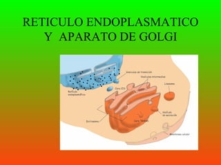 RETICULO ENDOPLASMATICO
   Y APARATO DE GOLGI
 