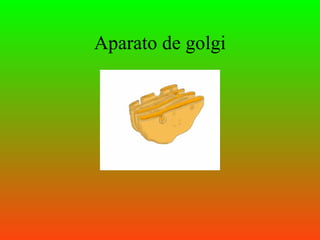 Aparato de golgi
 