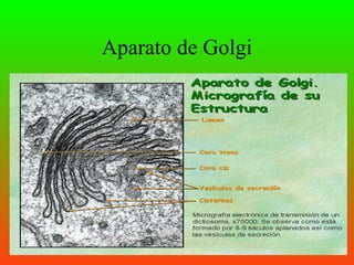 Aparato de Golgi
 