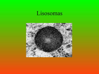 Lisosomas
 