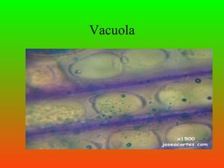 Vacuola
 