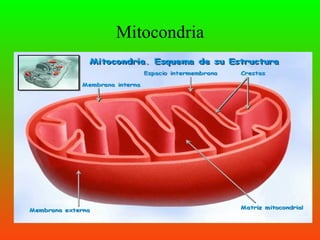 Mitocondria
 