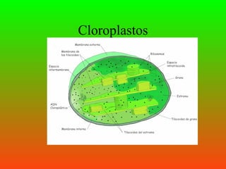 Cloroplastos
 