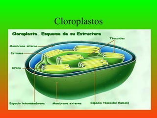 Cloroplastos
 