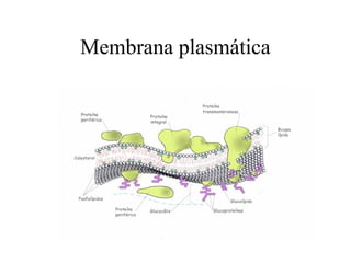 Membrana plasmática
 