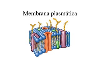 Membrana plasmática
 