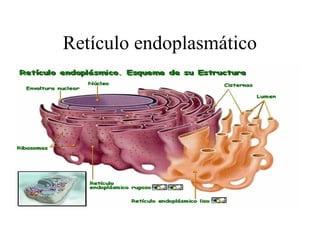 Retículo endoplasmático
 