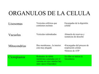 ORGANULOS DE LA CELULA
Lisosomas      Vesículas esféricas que
               contienen enzimas
                                              Encargadas de la digestión
                                              celular



Vacuolas       Vesículas redondeadas          Almacén de reservas y
                                              sustancias de desecho



Mitocondrias   Dos membranas , la interior
               está muy plegada
                                              •Encargadas del proceso de
                                              respiración celular
                                              •Síntesis de ATP


Cloroplastos   Rodeados de doble
               membrana separadas por el
                                              En ellos se realiza la
                                              fotosíntesis
               estroma en cuyo interior hay
               unos sacos (tilacoides)
 