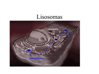 Lisosomas
 