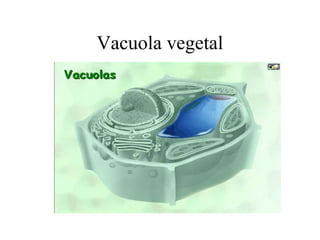 Vacuola vegetal
 