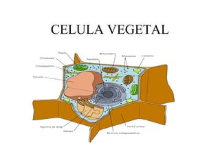 CELULA VEGETAL
 