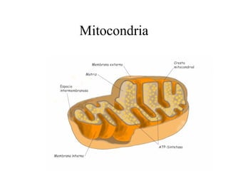 Mitocondria
 