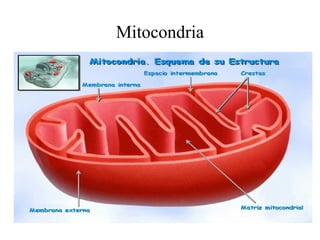 Mitocondria
 