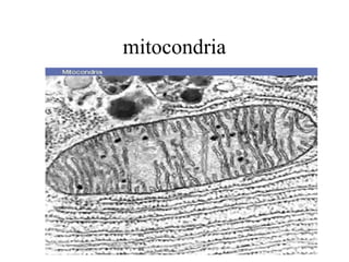 mitocondria
 
