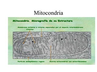 Mitocondria
 