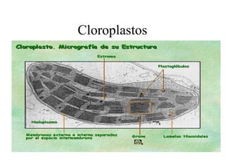 Cloroplastos
 