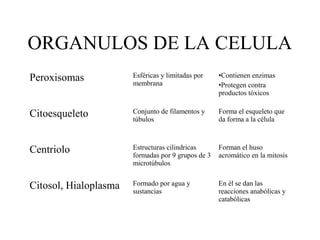 ORGANULOS DE LA CELULA
Peroxisomas            Esféricas y limitadas por
                       membrana
                                                    •Contienen enzimas
                                                    •Protegen contra
                                                    productos tóxicos


Citoesqueleto          Conjunto de filamentos y
                       túbulos
                                                    Forma el esqueleto que
                                                    da forma a la célula



Centriolo              Estructuras cilindricas
                       formadas por 9 grupos de 3
                                                    Forman el huso
                                                    acromático en la mitosis
                       microtúbulos


Citosol, Hialoplasma   Formado por agua y
                       sustancias
                                                    En èl se dan las
                                                    reacciones anabólicas y
                                                    catabólicas
 