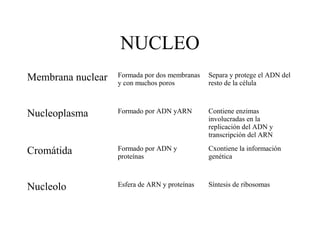 NUCLEO
Membrana nuclear   Formada por dos membranas
                   y con muchos poros
                                               Separa y protege el ADN del
                                               resto de la célula



Nucleoplasma       Formado por ADN yARN        Contiene enzimas
                                               involucradas en la
                                               replicación del ADN y
                                               transcripción del ARN

Cromátida          Formado por ADN y
                   proteínas
                                               Cxontiene la información
                                               genética



Nucleolo           Esfera de ARN y proteínas   Síntesis de ribosomas
 