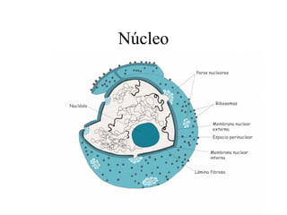 Núcleo
 