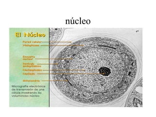 núcleo
 