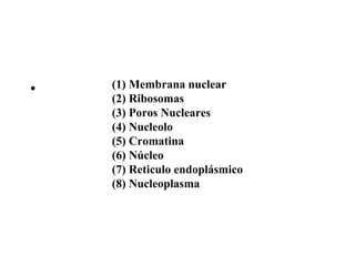 •   (1) Membrana nuclear
    (2) Ribosomas
    (3) Poros Nucleares
    (4) Nucleolo
    (5) Cromatina
    (6) Núcleo
    (7) Reticulo endoplásmico
    (8) Nucleoplasma
 