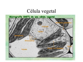Célula vegetal
 