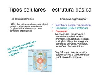 Tipos celulares – estrutura básica
   As células eucariontes                       Complexa organização!!!

  Além das estruturas básicas (material    Membrana nuclear ou carioteca
 genético, citoplasma, membrana
 citoplasmática, ribossomos) tem           Cromatina (DNA e proteínas)
 complexa organização.                     Organelas:
                                            Mitocôndrias, lisossomos e
                                            centríolos(exclusivas dos
                                            animais), ribossomos, retículo
                      es                    endoplasmático liso e rugoso,
              ar iont                       complexo de Golgi, vacúolos,
        as euc das                          inclusões citoplasmáticas.
    élul iferem
As c ais d
anim tais...                                Vacúolos de reserva, plastos,
     e
 veg                                        esferossomos e parede celular
                                            (exclusivos dos vegetais)
 