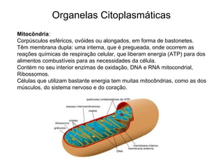 Organelas Citoplasmáticas
Mitocôndria:
Corpúsculos esféricos, ovóides ou alongados, em forma de bastonetes.
Têm membrana dupla: uma interna, que é pregueada, onde ocorrem as
reações químicas de respiração celular, que liberam energia (ATP) para dos
alimentos combustíveis para as necessidades da célula.
Contém no seu interior enzimas de oxidação, DNA e RNA mitocondrial,
Ribossomos.
Células que utilizam bastante energia tem muitas mitocôndrias, como as dos
músculos, do sistema nervoso e do coração.
 